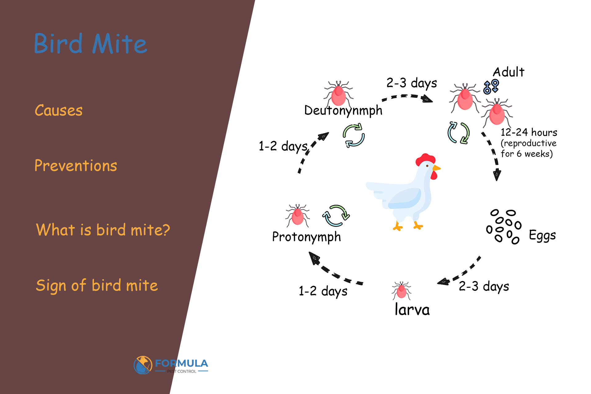 Bird Mites: Causes and Prevention