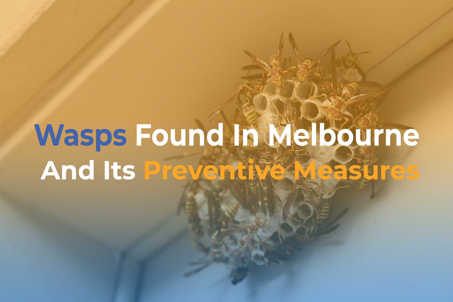 Wasps Found In Melbourne And Its Preventive Measures