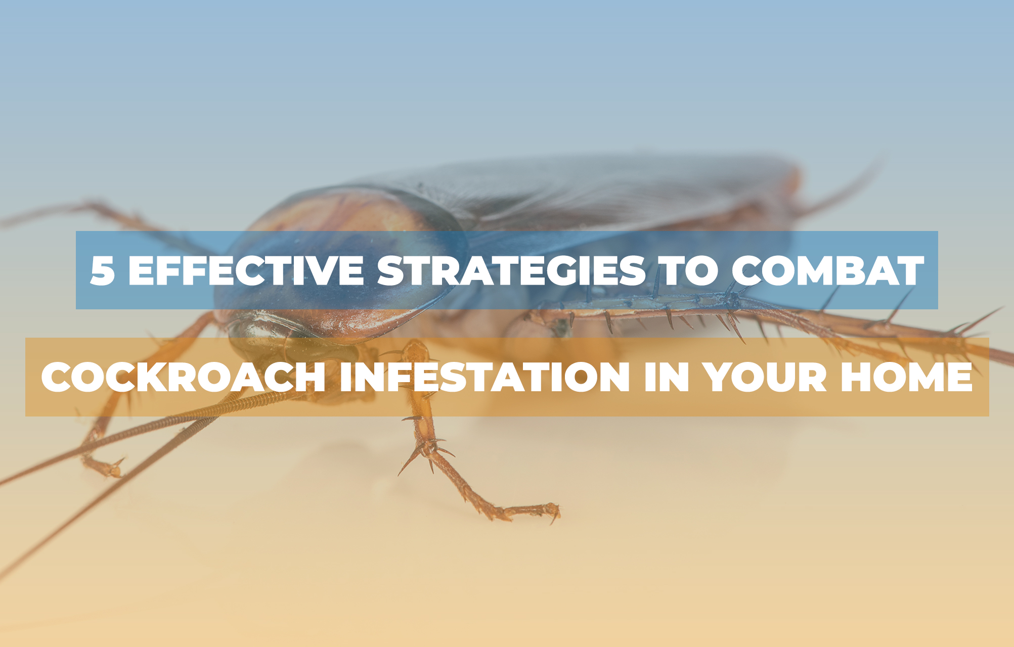 5 Effective Strategies to Combat Cockroach Infestation in Your Home