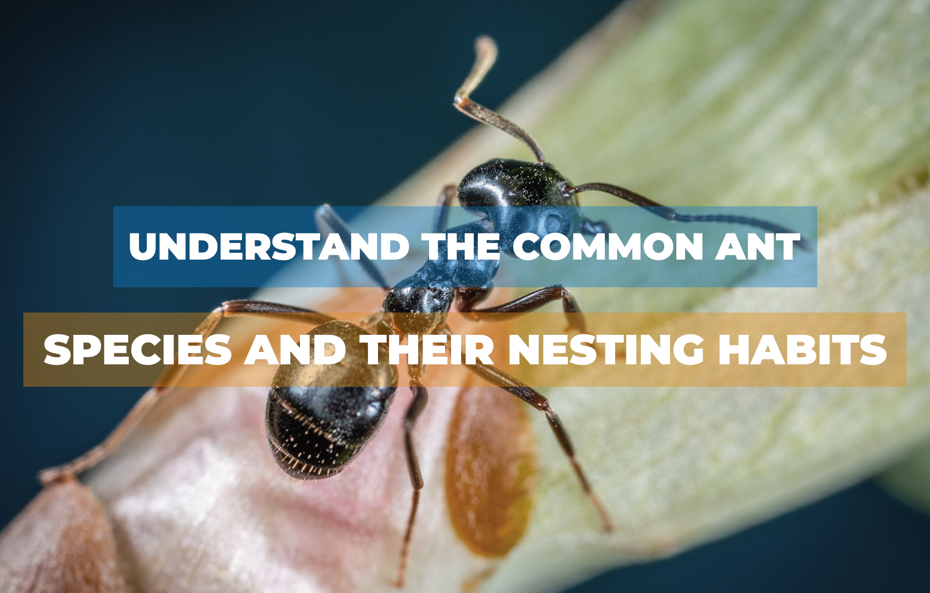 Understand the Common Ant Species and their Nesting Habits