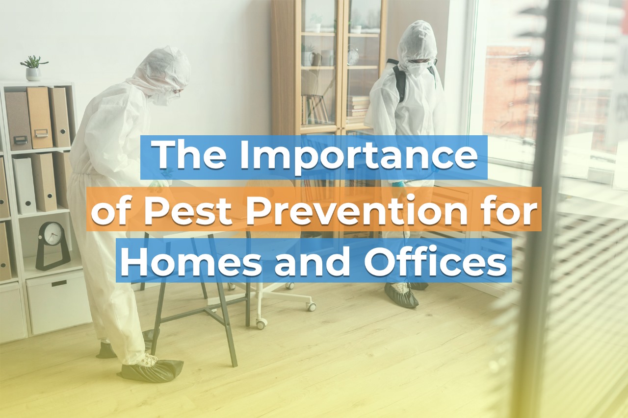 The Importance of Pest Prevention for Homes and Offices