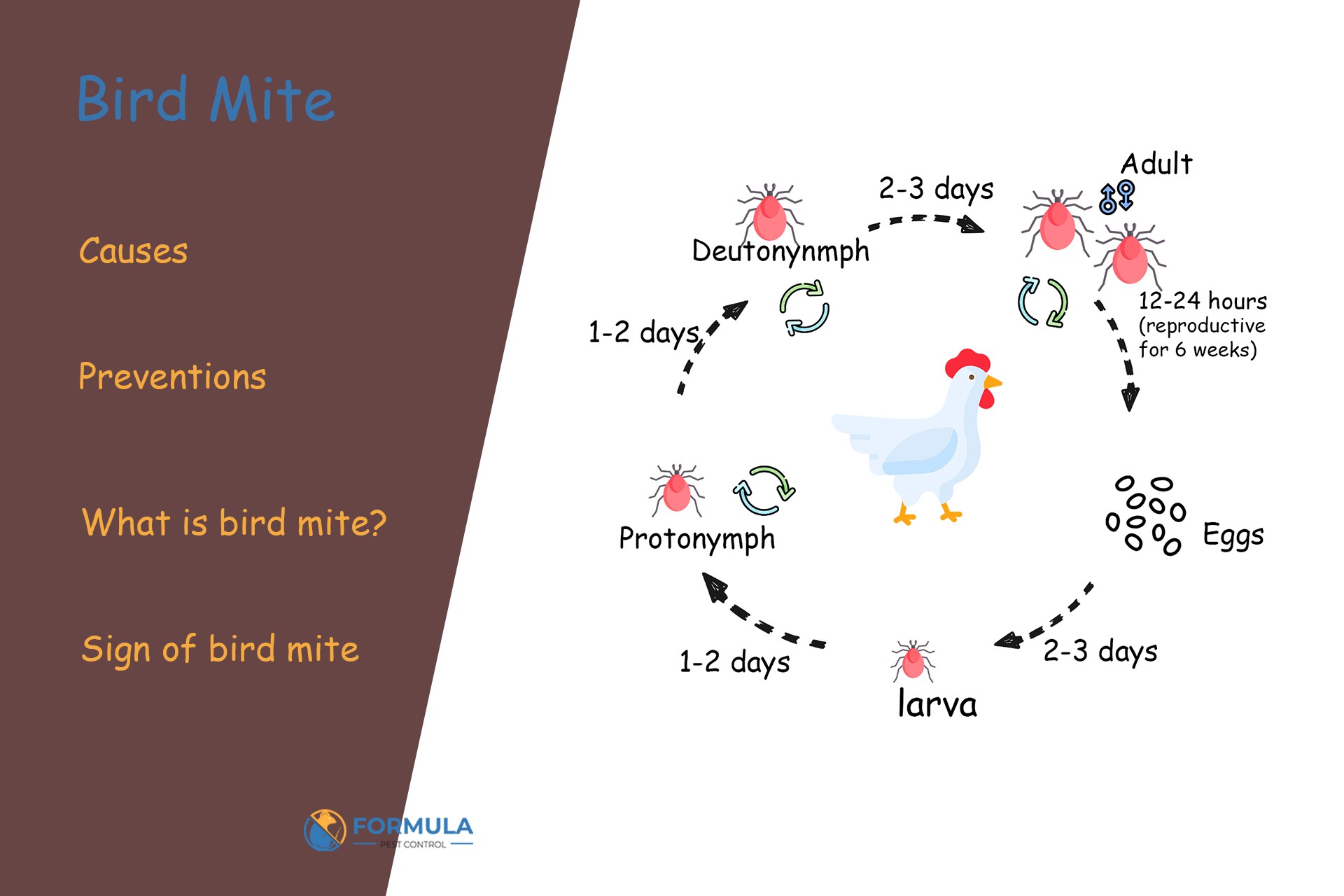 Bird Mites: Causes and Prevention