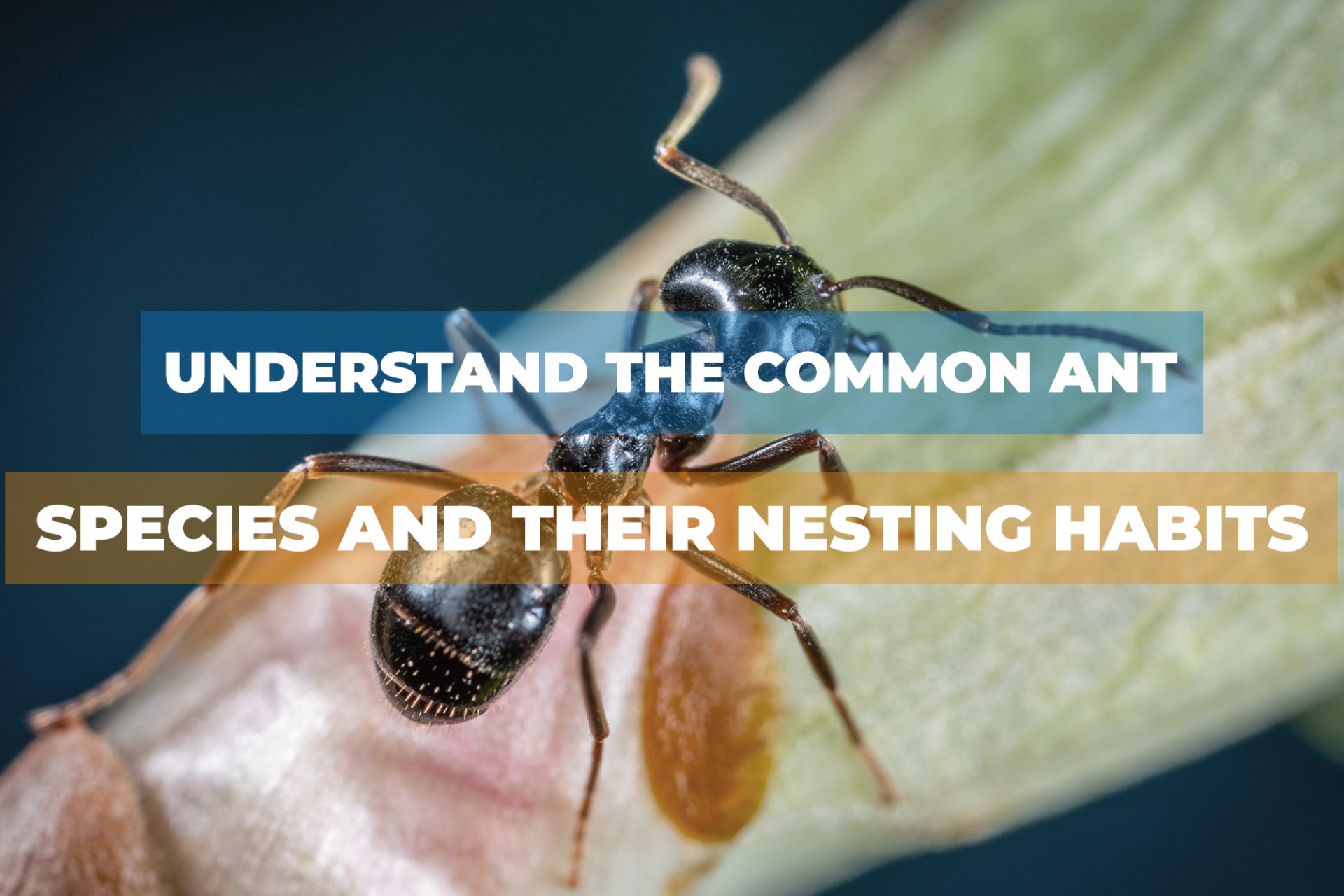 Understand the Common Ant Species and their Nesting Habits