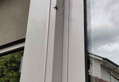 Spider Spray
