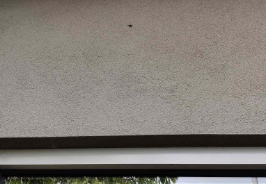 Spider Spray