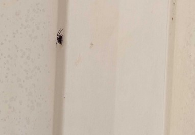 Spider Spray