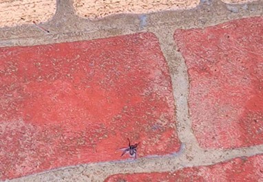 Spider Spray