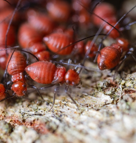Termite Treatment