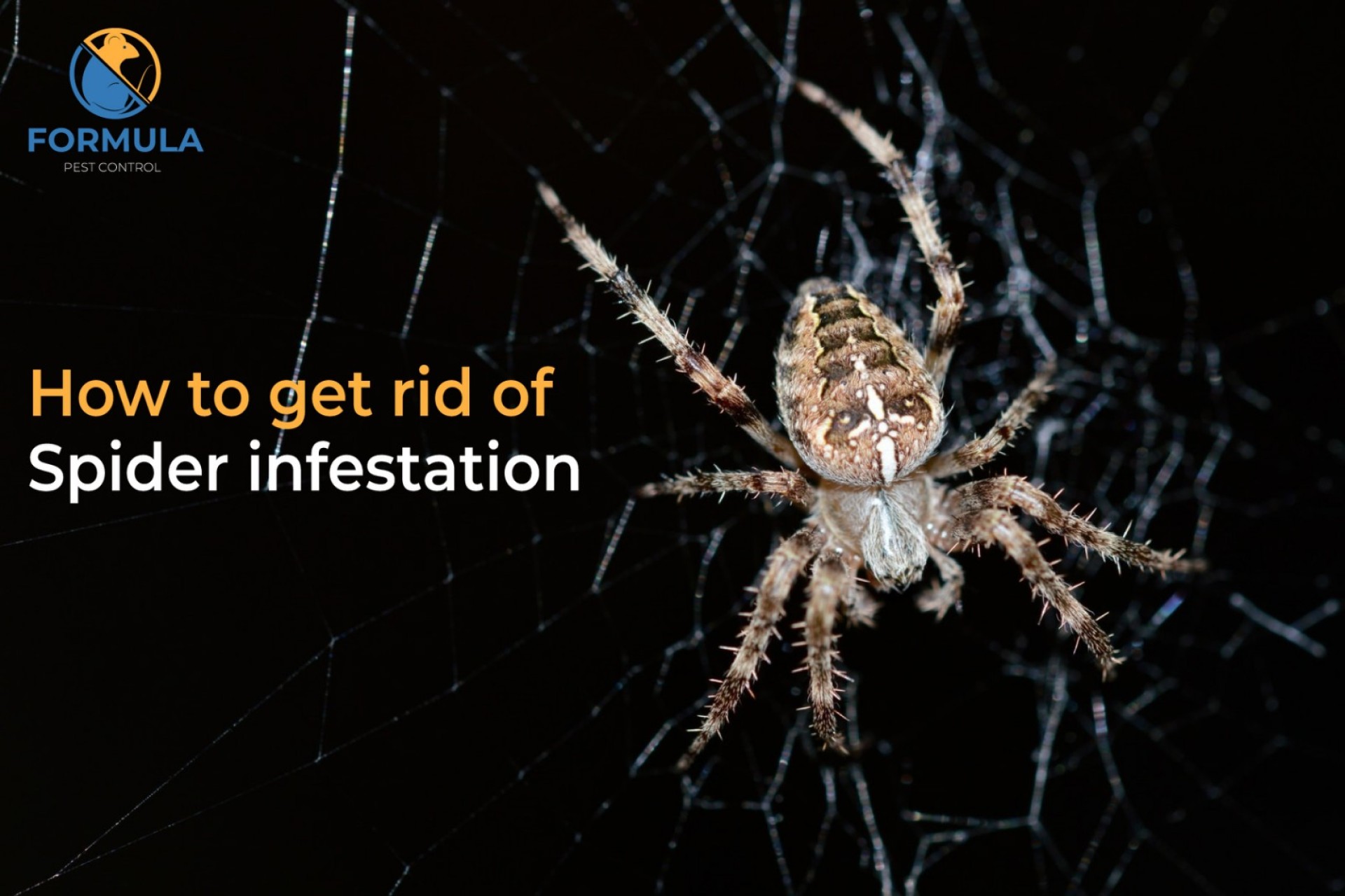 How to get rid of spider infestation